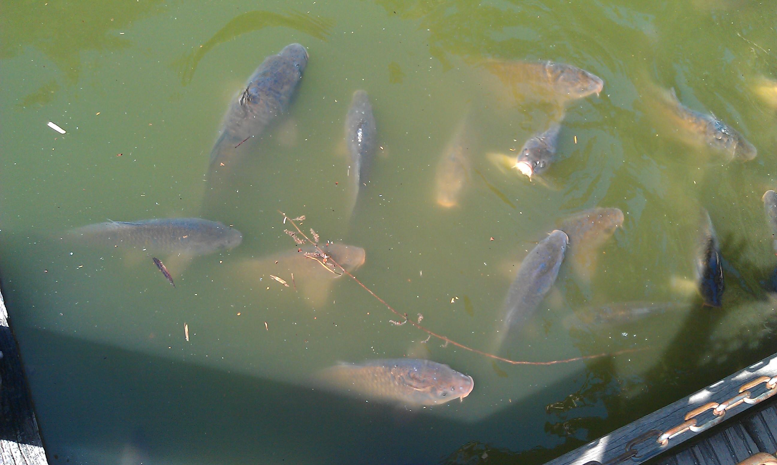 Pescuit la stiuca in lunca Argesului - Asta nu e stiuca:)